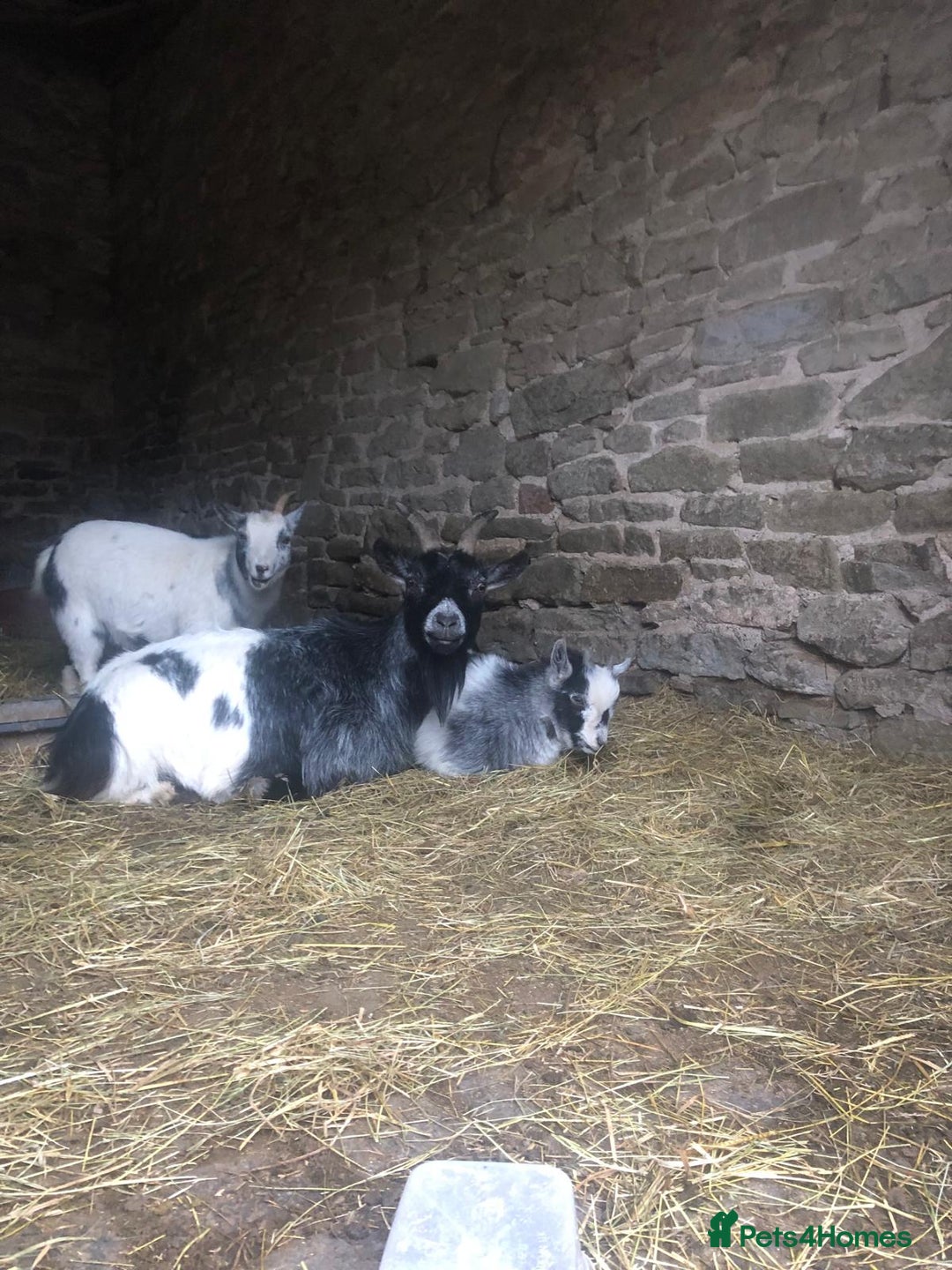 Goats livestock for sale: Pygmy kids for sale  - Advert 6
