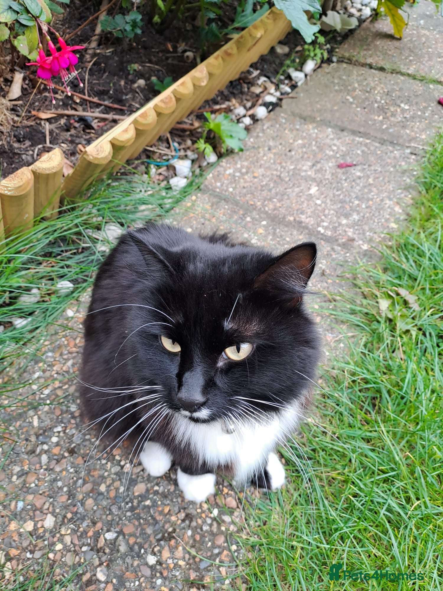 British Longhair cats Two Male long hair Tuxedo cats available  - Advert 8