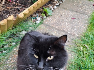 British Longhair cats - Advert 1