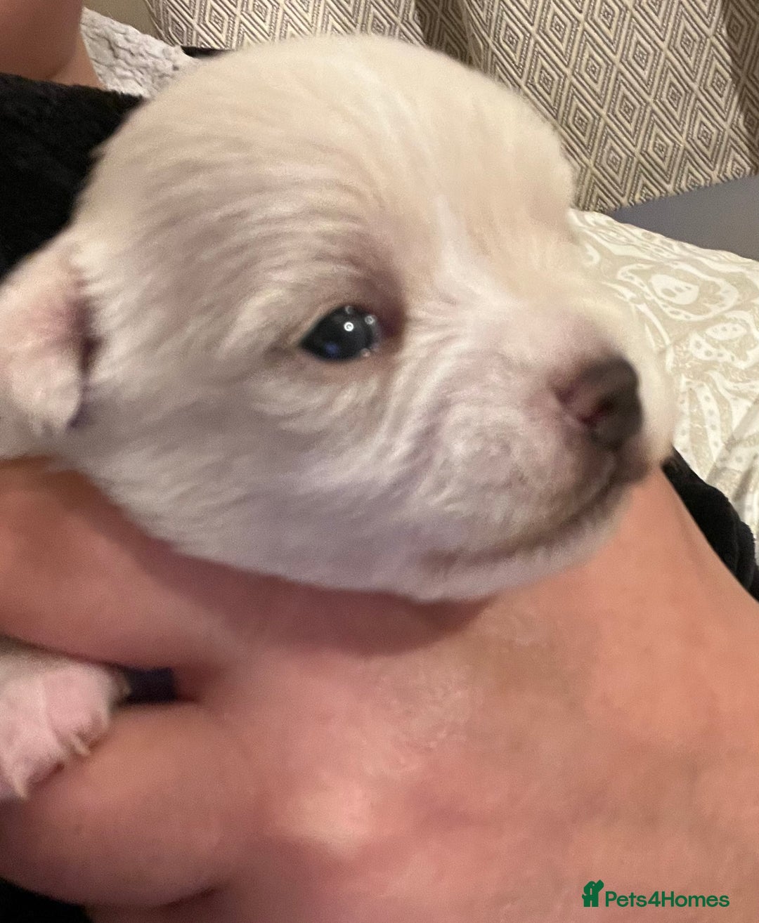 Chipoo dogs for sale: Chihuahua X toy poodle - Image 9