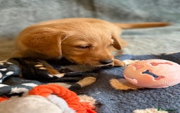 Goldador dogs for sale: Goldendor puppies - Image 3