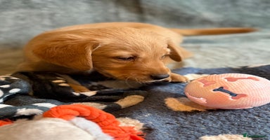 Goldador dogs Goldendor puppies - Advert 9