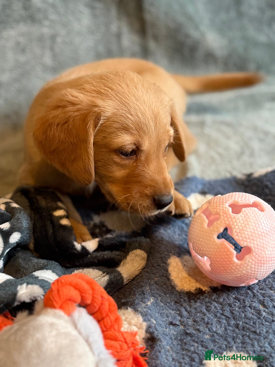 Goldador dogs for sale: Goldendor puppies - Image 3