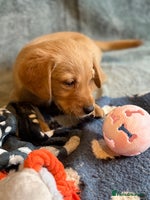 Goldador dogs Goldendor puppies - Advert 5