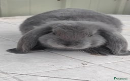 French Lop rabbits for sale: Beautiful french lop boy - Image 5