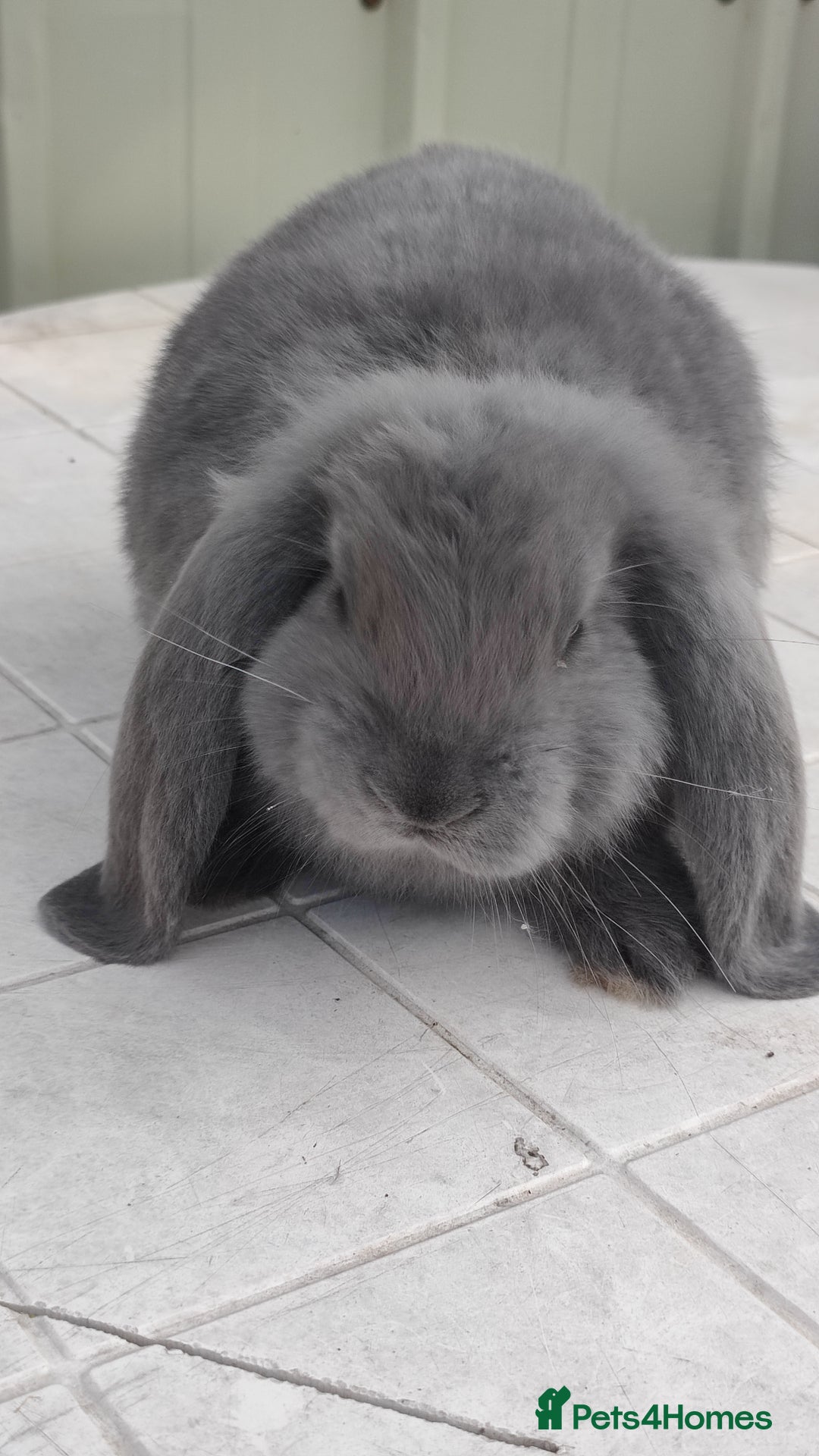 French Lop rabbits for sale: Beautiful french lop boy - Image 5