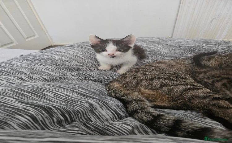 Mixed Breed cats - Advert 2