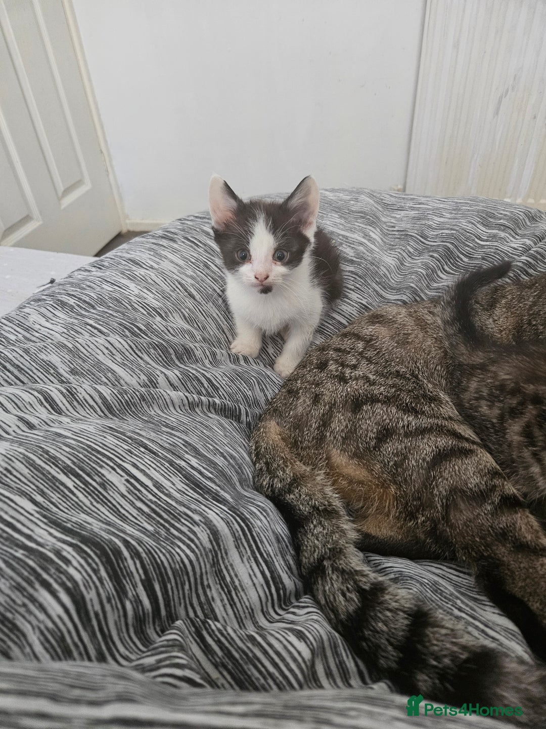 Mixed Breed cats for sale: Kittys - Image 1