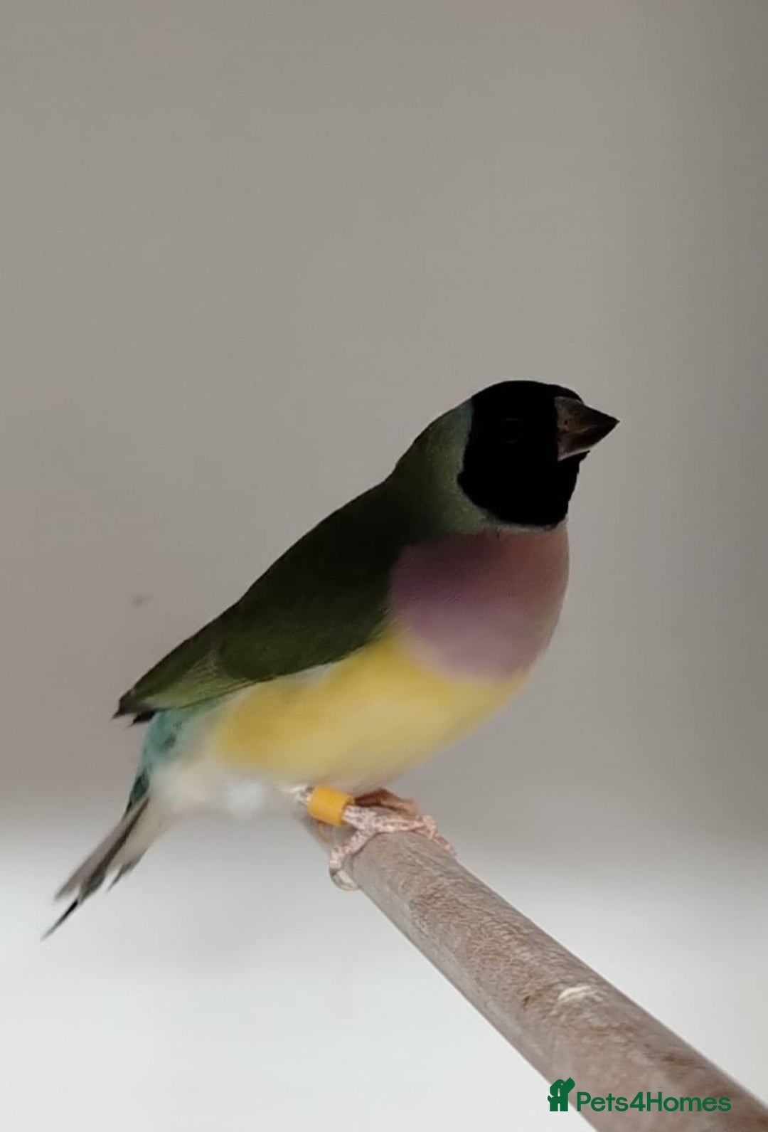 Finches birds for sale: Colourful Gouldian Finches!!! - Advert 7
