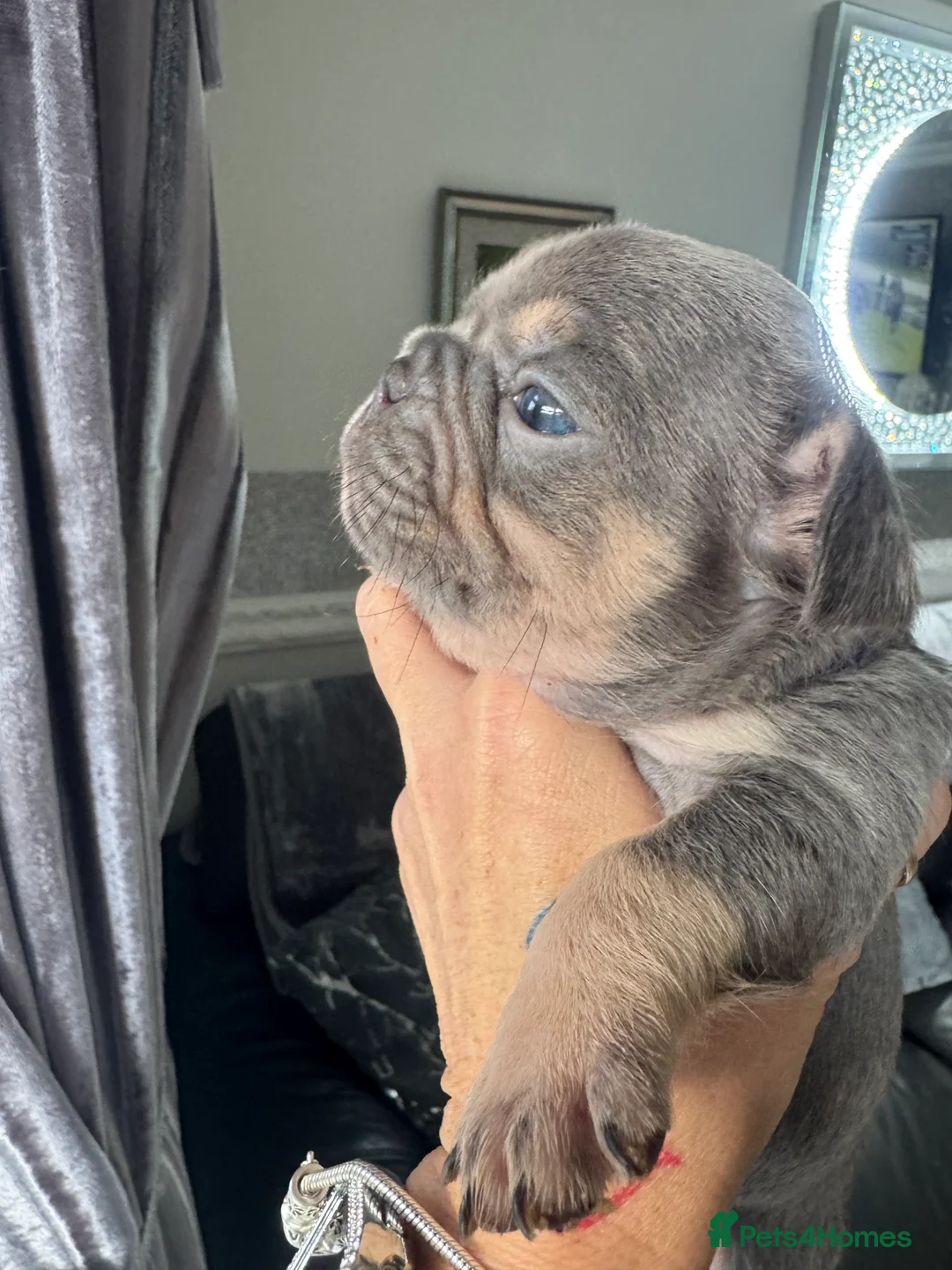 French Bulldog dogs for sale: Out standing french bulldogs merles carry fluffy - Advert 21