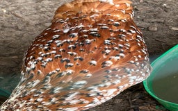 Chickens poultry for sale: 11 chickens for sale  - Image 15