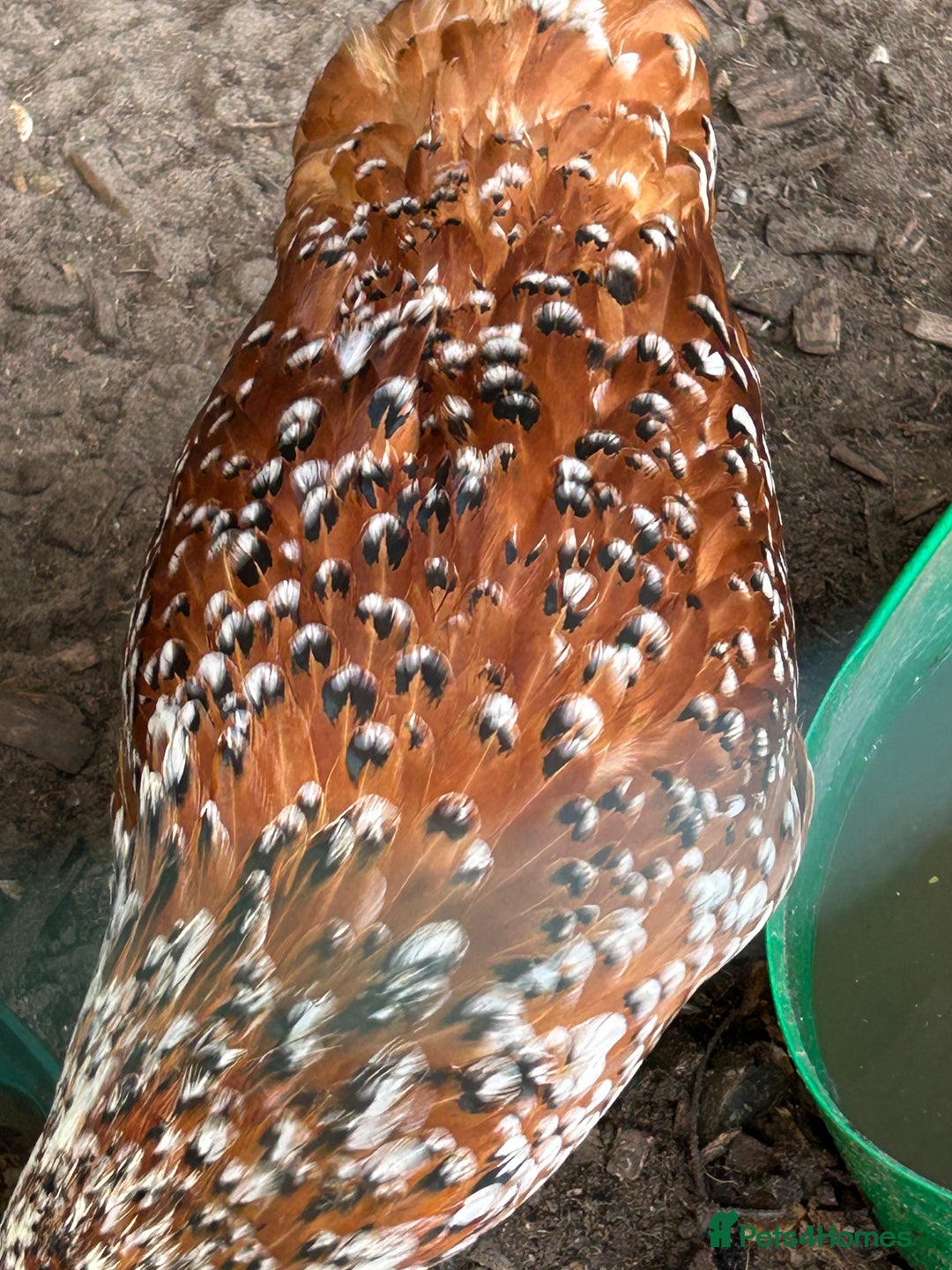 Chickens poultry for sale: 11 chickens for sale  - Image 15