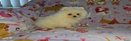 Pomeranian dogs for sale: 3 gorgeous, small white Pomeranians ready now!! - Advert 14