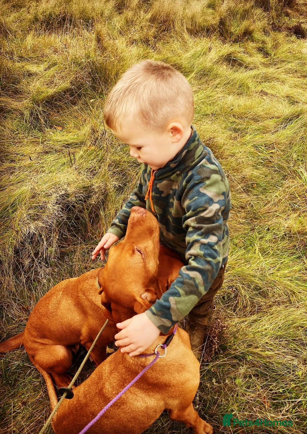 Hungarian Vizsla dogs for sale: Gamekeeper bred KC registered Crufts progeny - Image 20