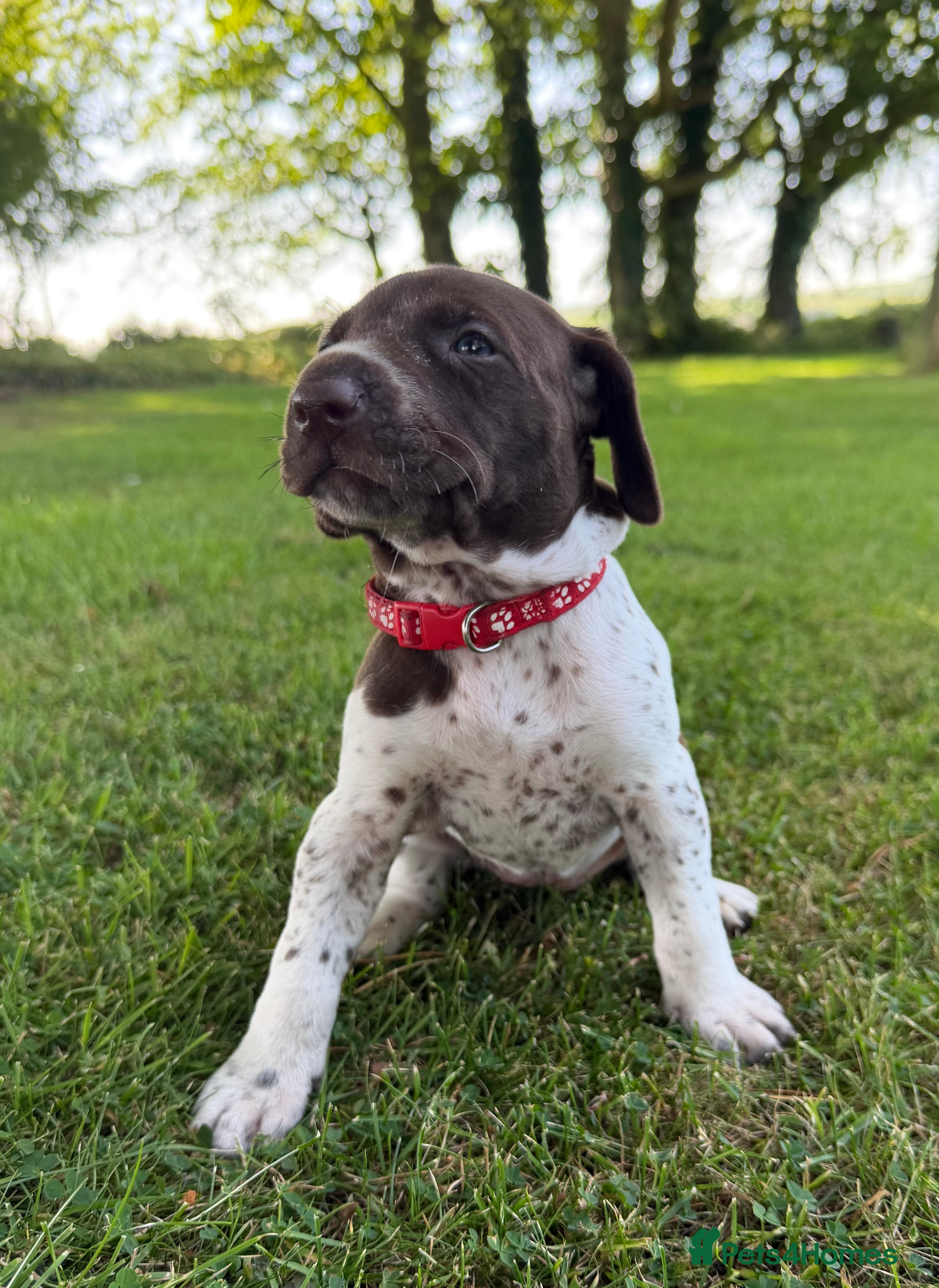 German Shorthaired Pointer dogs KC Registered German Shorthaired Pointer Puppies - Advert 2