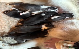 Siberian Husky dogs for sale: 6 beautiful champion bloodline husky pups  - Image 1