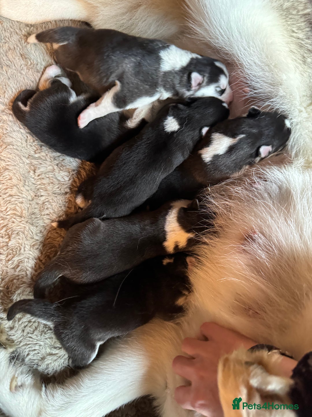 Siberian Husky dogs for sale: 6 beautiful champion bloodline husky pups  - Image 1