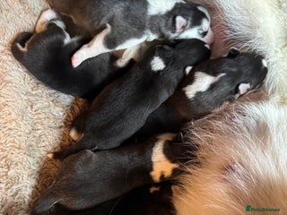 Siberian Husky dogs - Advert 27