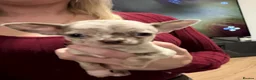 Chihuahua dogs for sale: Stunning litter of Merle & lilac chihuahuas  - Advert 15