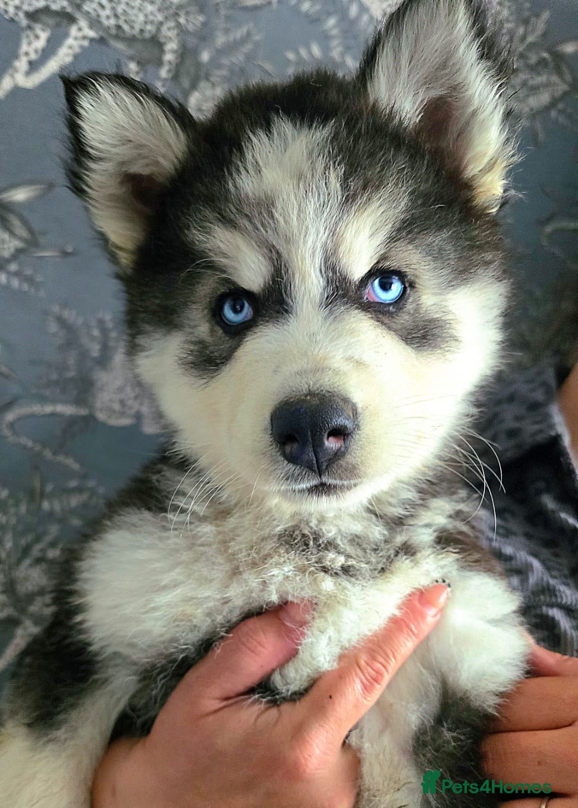 Pomsky dogs ❤️ 5 POMSKY PUPPIES READY NOW ❤️ - Advert 2