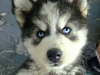 Pomsky dogs ❤️ 5 POMSKY PUPPIES READY NOW ❤️ - Advert 2
