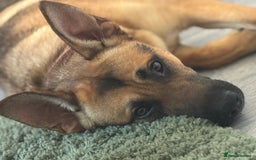 Mixed Breed dogs for sale: STORM - Image 2