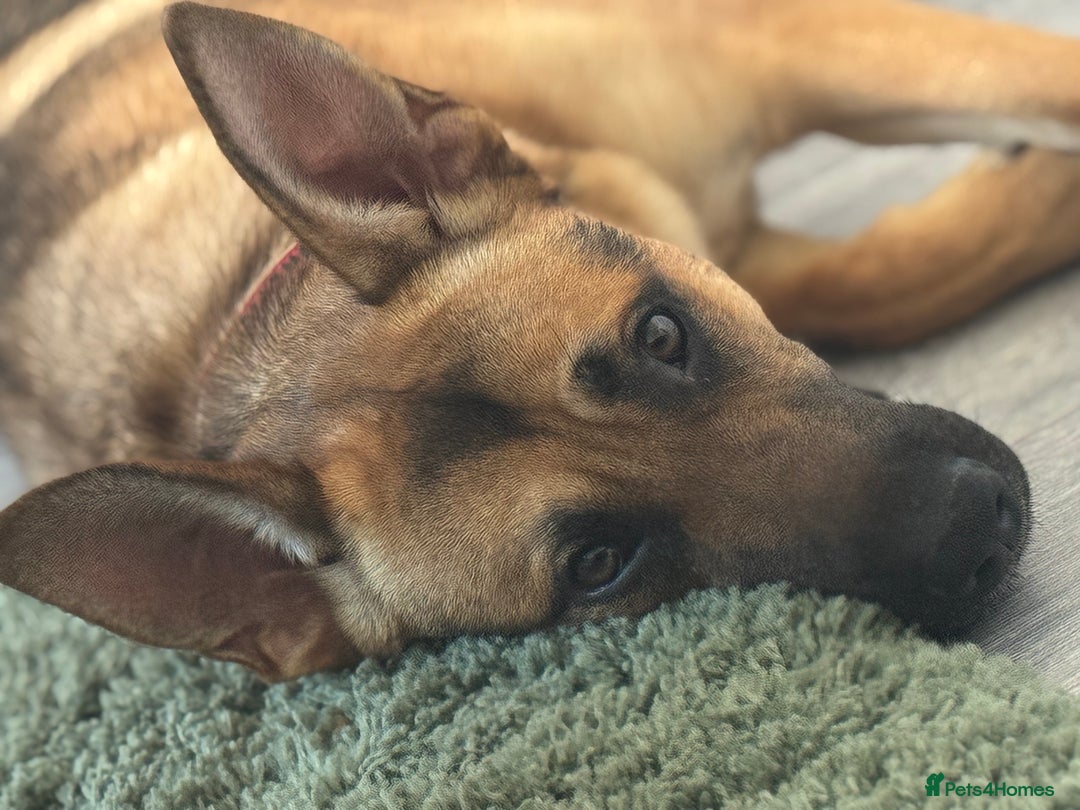 Mixed Breed dogs for sale: STORM - Image 2