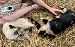 Pig livestock for sale: Kunekune Pigs  - Advert 5