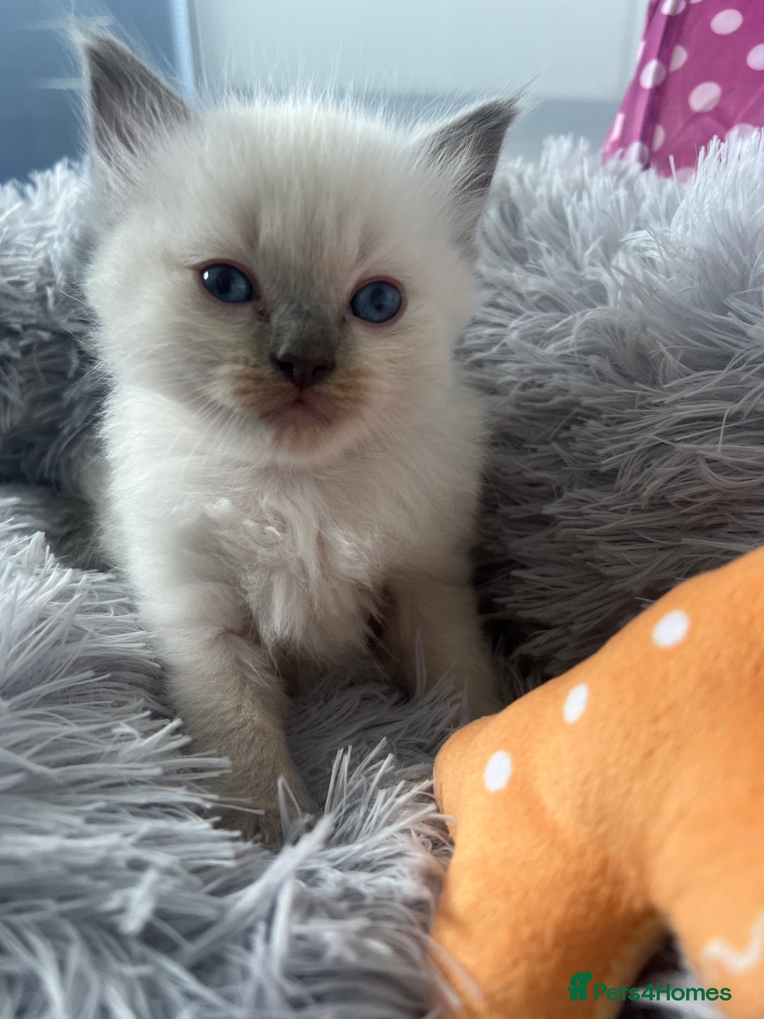 Ragdoll cats for sale: Blue colourpoint Ragdolls  - Image 12