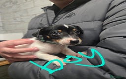 Jack Russell dogs for sale: Jack russel puppies - Advert 8