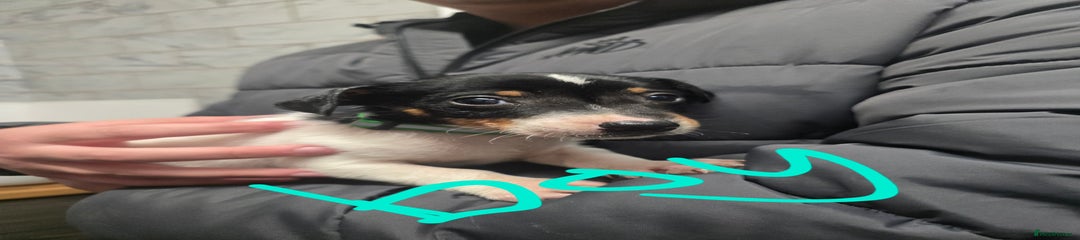 Jack Russell Puppy 3