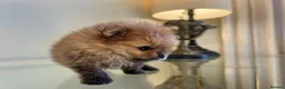 Pomeranian dogs for sale: Pomempire KC Pomeranian – Orange Teddy Bear Boy - Advert 22