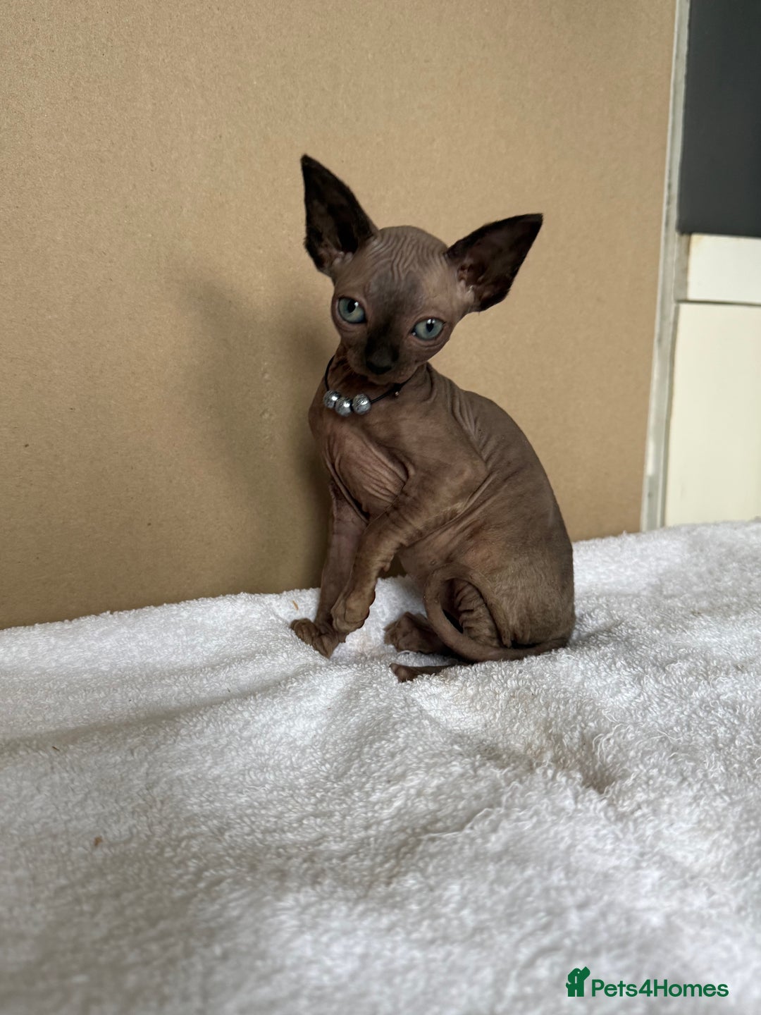 Sphynx cats for sale: Last FEMALE AVAILIBLE NOW!Parents HCM Clear  - Image 17