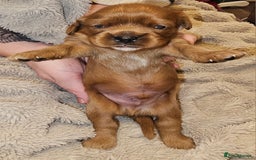 Cavalier King Charles Spaniel dogs for sale: Cavalier king charles spaniel puppies  - Advert 13