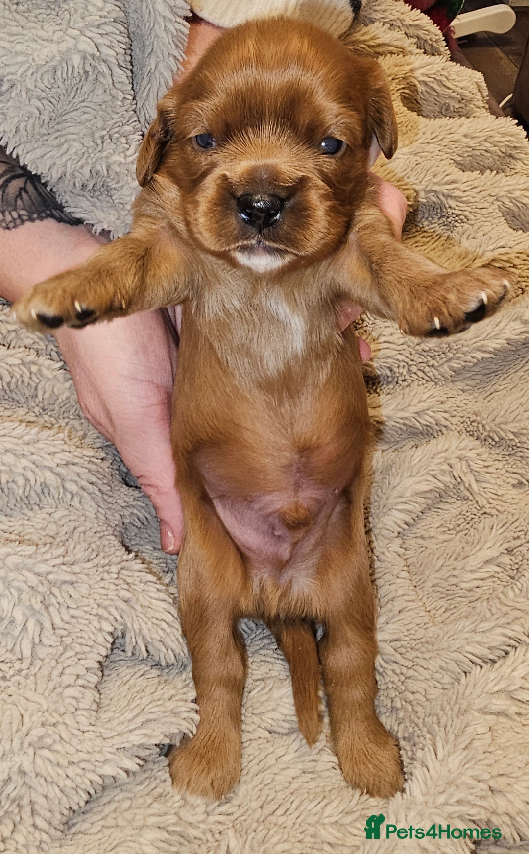 Cavalier King Charles Spaniel dogs for sale: Cavalier king charles spaniel puppies  - Advert 13