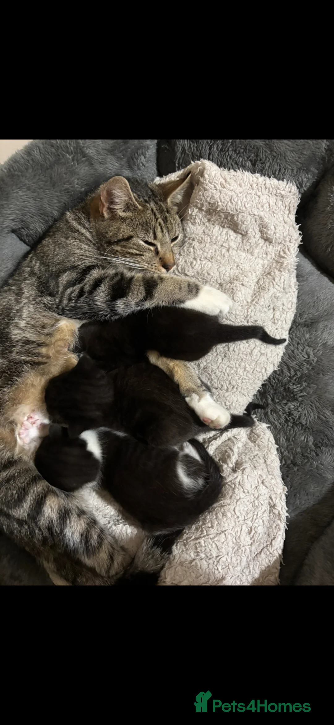 Mixed Breed cats for sale: 3 beautiful kittens  - Advert 1