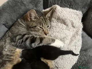 Mixed Breed cats 3 beautiful kittens - Advert 3