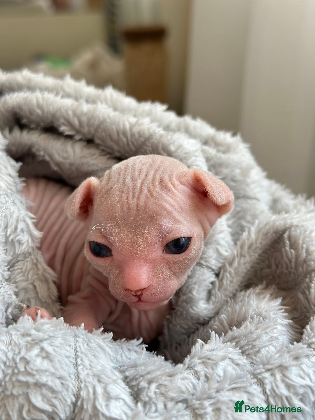 Sphynx cats for sale: Pedigree Sphynx Kitten in Bedford - Image 10