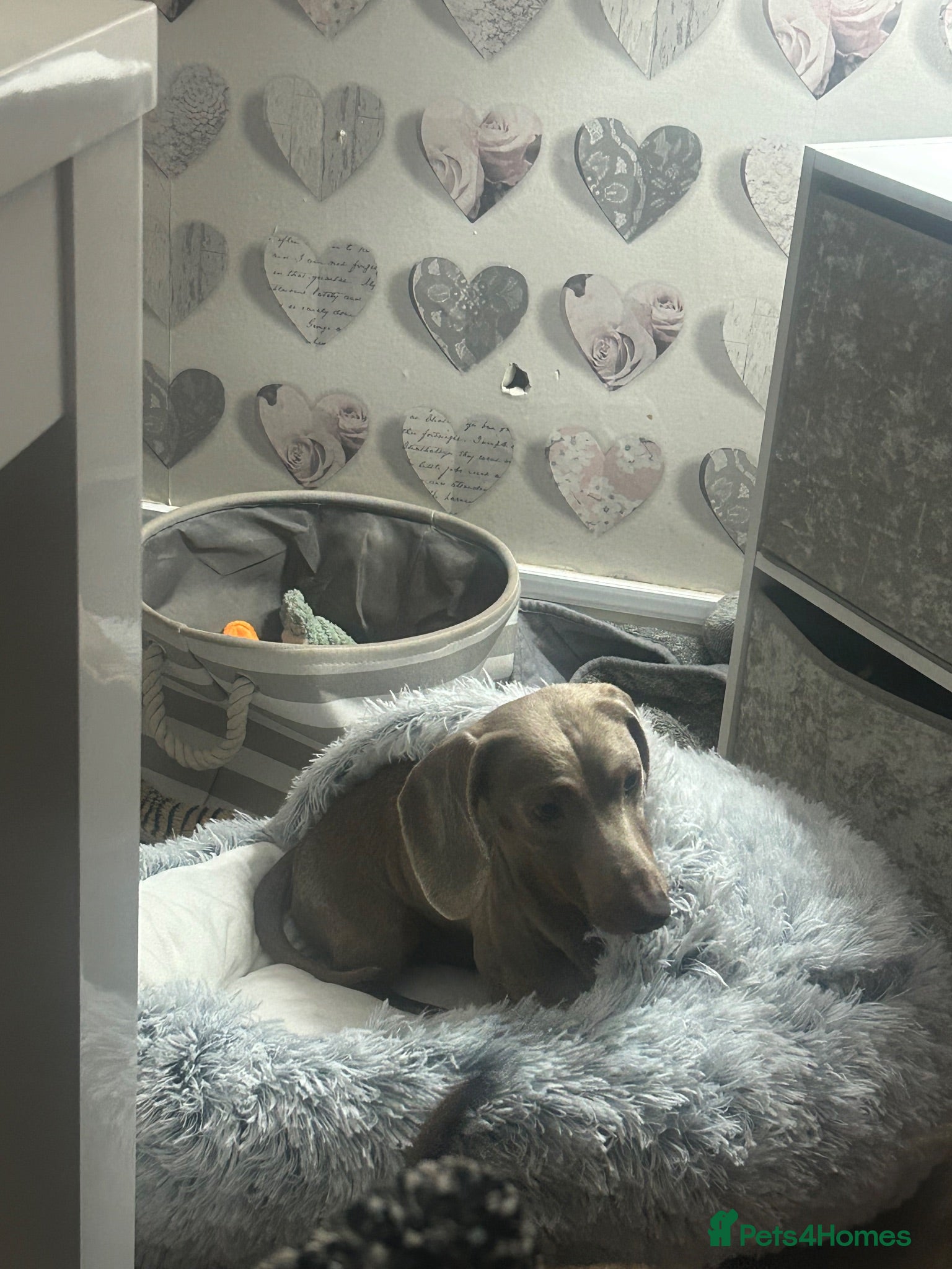 Miniature Dachshund dogs Rolo  - Advert 1