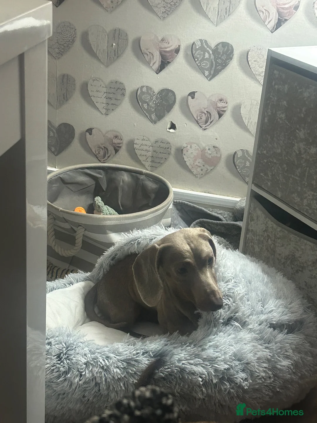 Miniature Dachshund dogs for stud: Rolo  - Advert 1