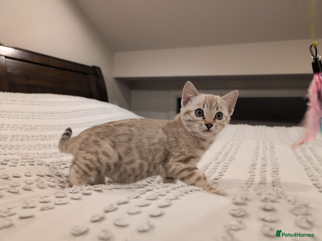 Bengal cats for sale: 🤍🩶 Stunning Snow Bengal Kittens 🩶🤍 - Advert 7