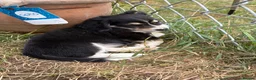 Mixed Breed dogs for sale: Chiweenie pups  - Advert 9