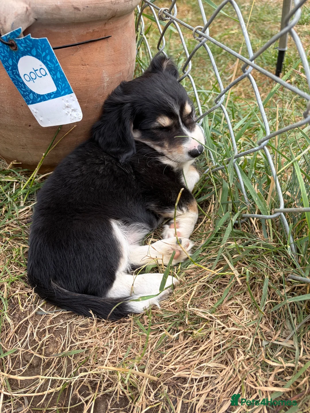 Mixed Breed dogs for sale: Chiweenie pups  - Advert 9