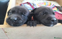 Mixed Breed dogs for sale: Beautiful litter of labrastaffs/staffadors - Image 3