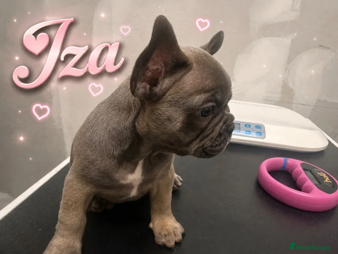 French Bulldog dogs for sale:  🐶💗💙4 PUPPY French Bulldog 🐶💖💝 in Glenrothes - Advert 10