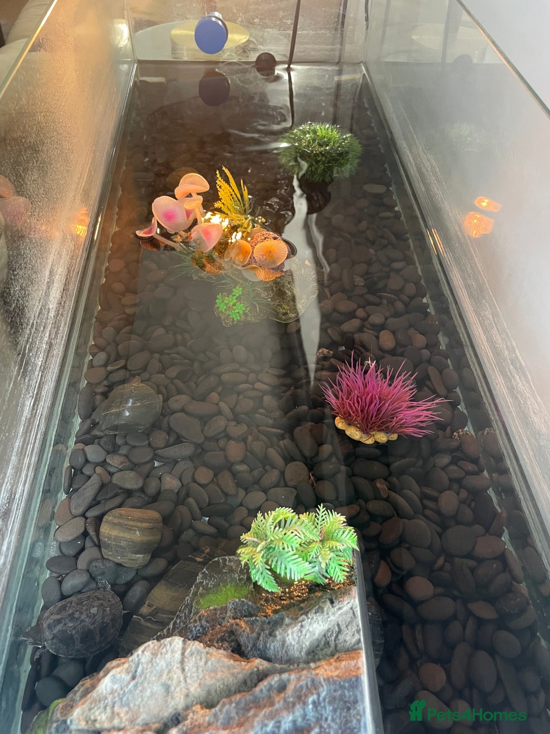 Terrapin reptiles for sale: Two terrapins and tank set up  - Image 3