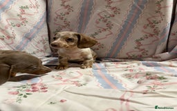 Miniature Dachshund dogs for sale: miniature dash hound puppys  - Advert 9