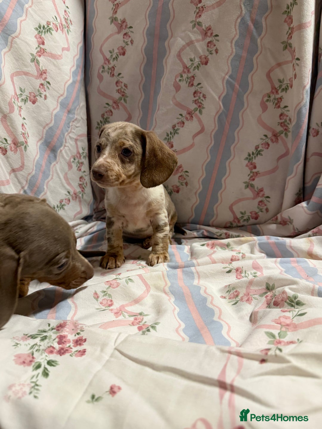 Miniature Dachshund dogs for sale: miniature dash hound puppys  - Advert 9