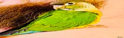Conures birds for sale: Green cheek conure very entertaining - Advert 3