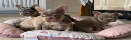 French Bulldog dogs for sale: TOP QUALITY FRENCH BULLDOG PUPPIES - Advert 35